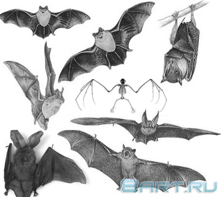 ����� ������� ����