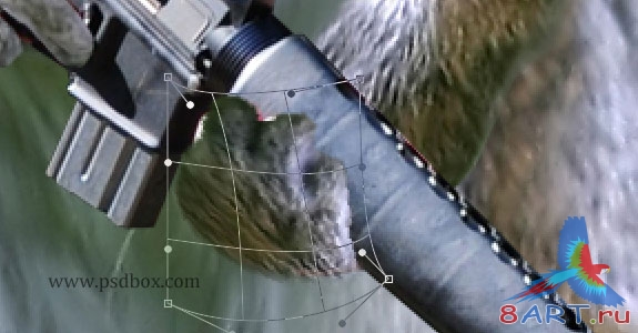 Создание армейской белки Создание армейской белки