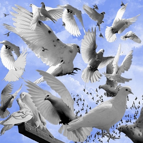 ������. ����� ��� Photoshop