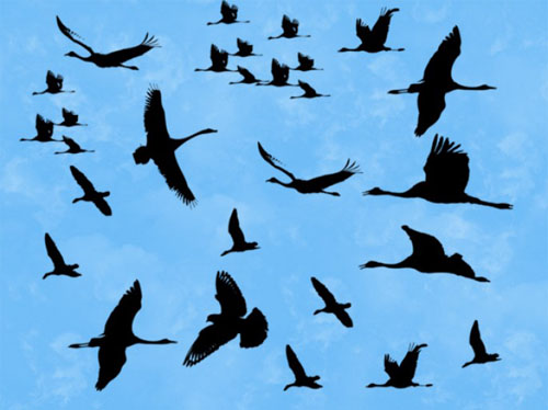 Birds Brushes for Photoshop