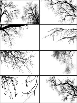 Tree Borders - Кисти для Photoshop Tree Borders - Кисти для Photoshop