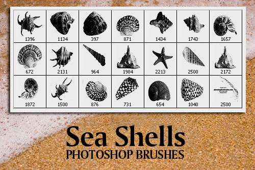 Sea Shells Photoshop Brushes