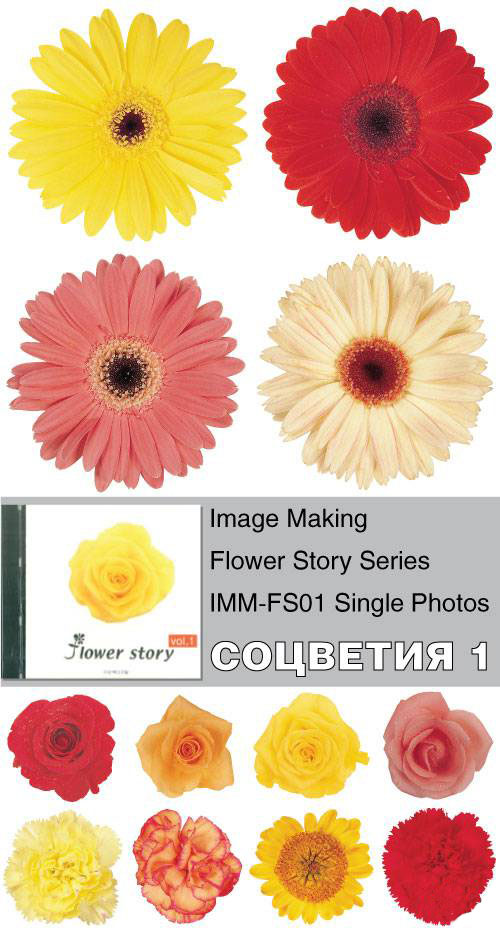 Image Making - Flower Story Series - IMM-FS01 Single Photos