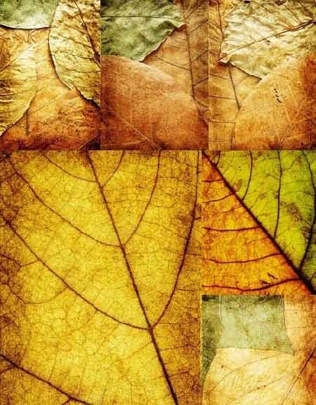 �������� ������� ������� / leaves autumn textures