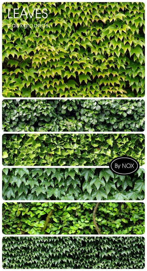 Leaves Backgrounds - ������, ��������