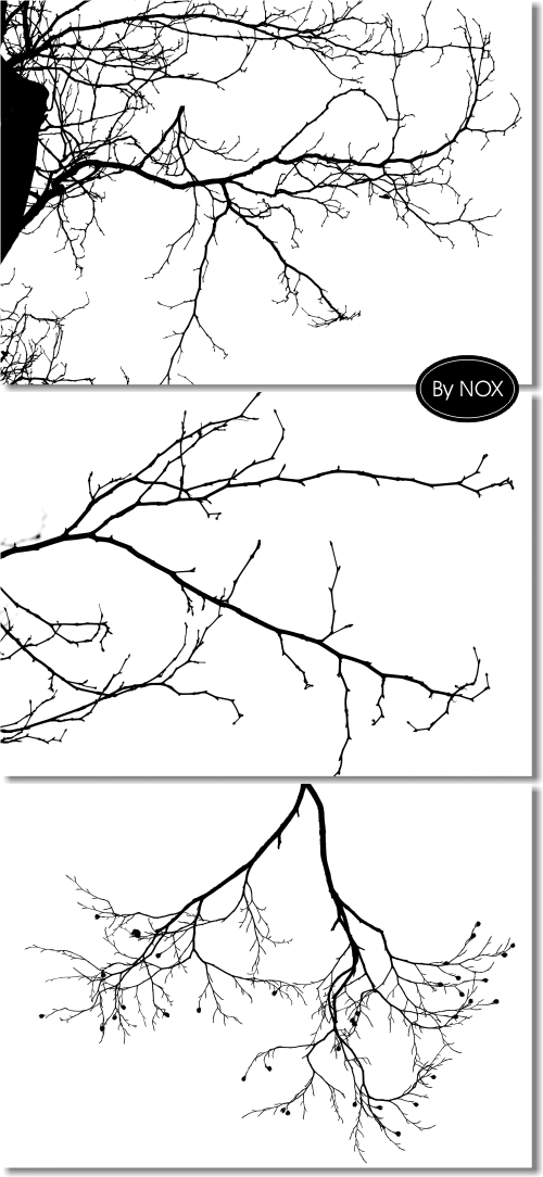 Black Branch on Wite Backgrounds - ������ �����, ����� ���