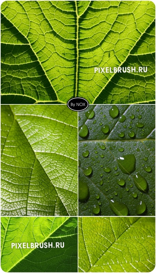 Leaf Textures - ����, ��������