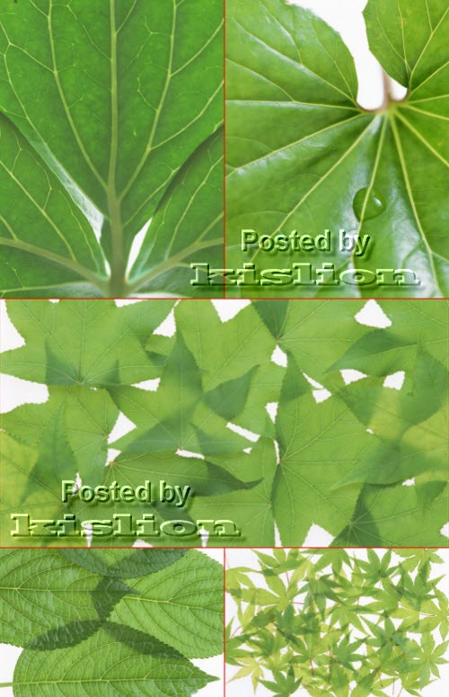 ���� �� �������� �������