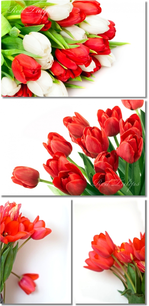 Red Tulips Backgrounds - ��������, ���