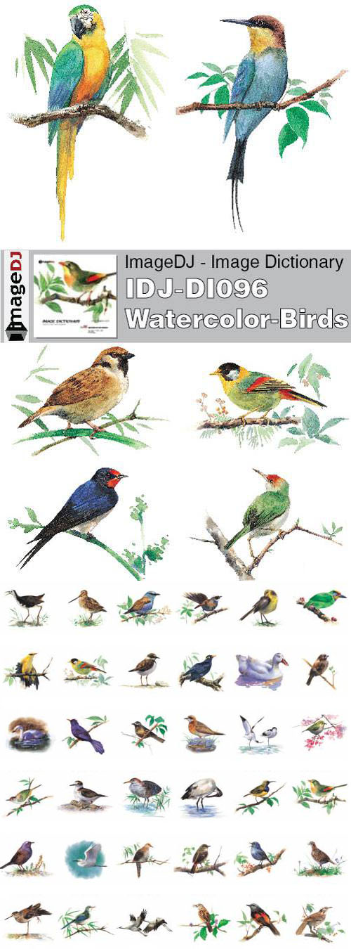 Stock Photo - ImageDJ - IDJ-DI096 Watercolor Birds