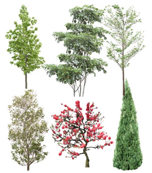 �������� ������ ��  Tenkei Kobo (Trees #4)