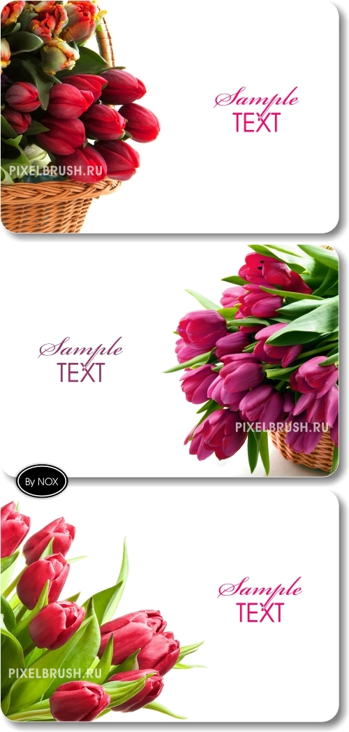 White Backgrounds, Tulips - ����� ���, ��������
