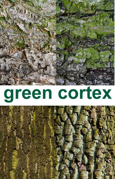 �������� ���� ������ / cortex textures
