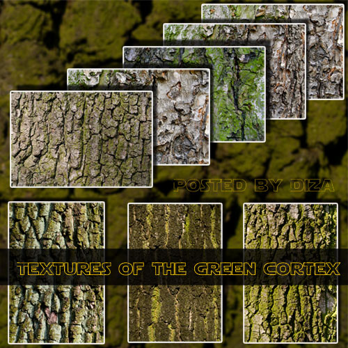 Textures of the green cortex - �������� ������� ���� ��������