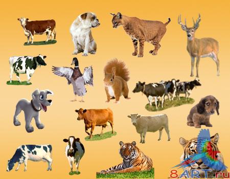 ������� PSD ���������