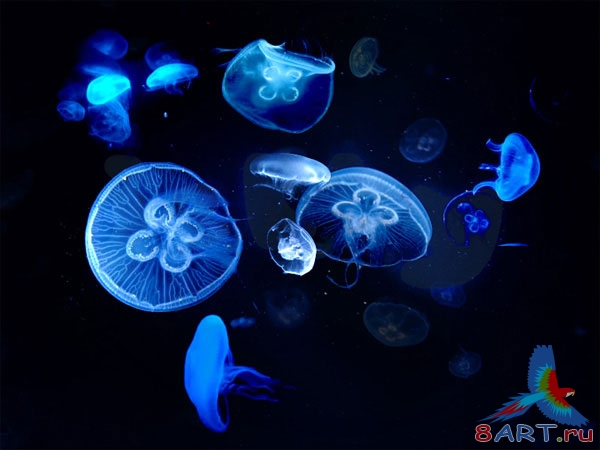Оригинальная надпись из морских медуз Оригинальная надпись из морских медуз