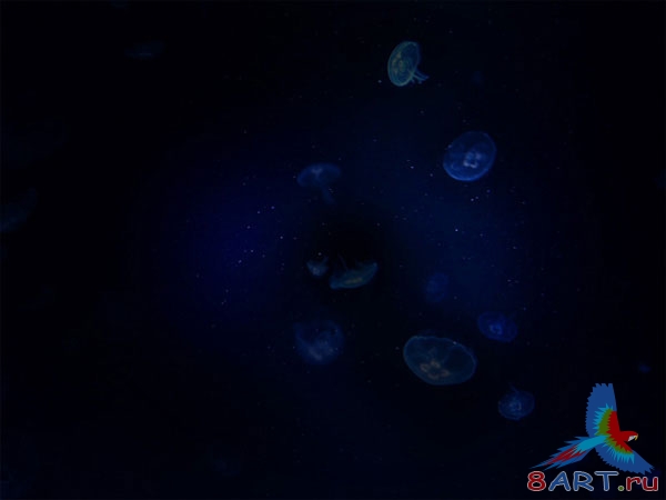 Оригинальная надпись из морских медуз Оригинальная надпись из морских медуз