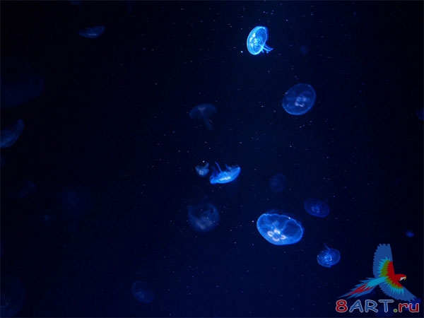 Оригинальная надпись из морских медуз Оригинальная надпись из морских медуз