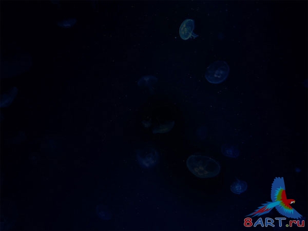 Оригинальная надпись из морских медуз Оригинальная надпись из морских медуз