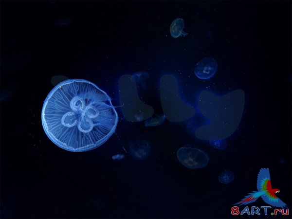 Оригинальная надпись из морских медуз Оригинальная надпись из морских медуз