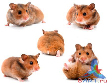 ������ - PSD �������