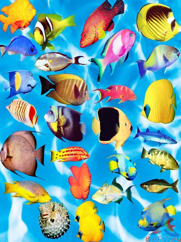 ���� �� PSD