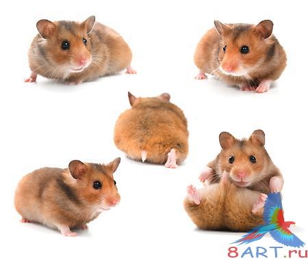 ������ PSD