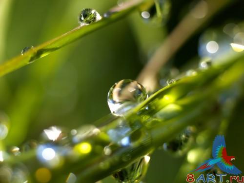 SuperMacro Wallpapers