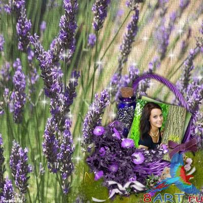 ��������� �����-����� -   Fleurs de lavande