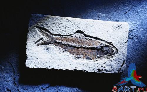 80 Minimalist Nature Wallpapers