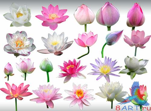 ������� PSD - ��������