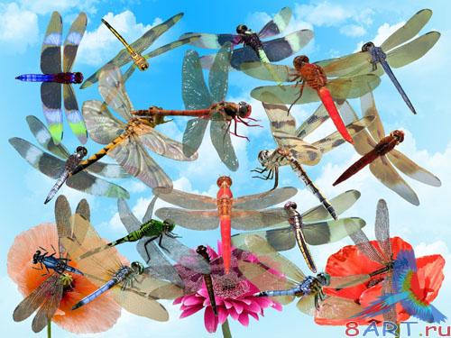 �������� � ������� ����