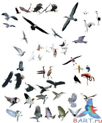 Psd �������� - �����