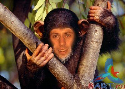 Шаблон в угоду кому фотошопа "Обезьяна" Шаблон в угоду кому фотошопа "Обезьяна"