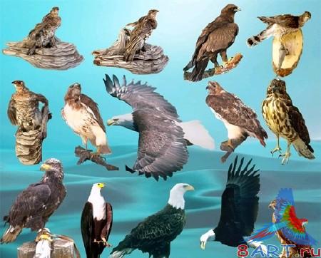 PSD �������� �������