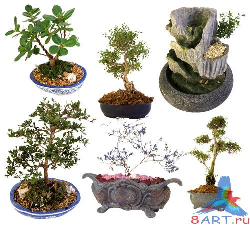 ��������� ������� - ������