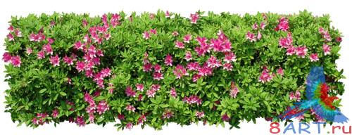 PSD Templates -  Bushes and Plants