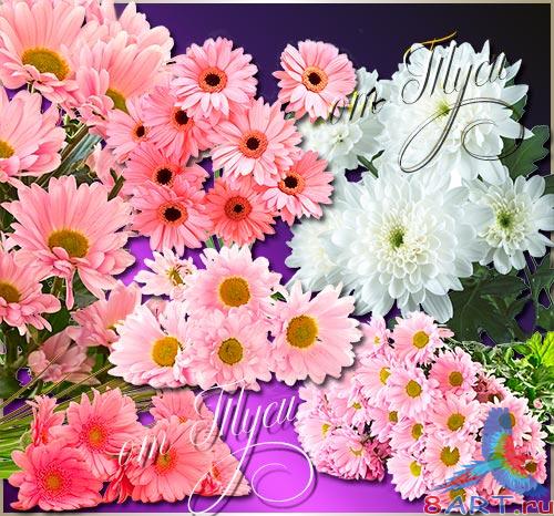 Клипарт - Хризантема - царица осенних цветов Клипарт - Хризантема - царица осенних цветов