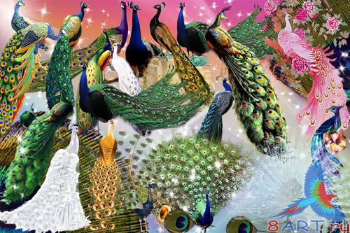 PSD Cliparts - Peacocks PSD Cliparts - Peacocks