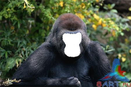 ������ ��������