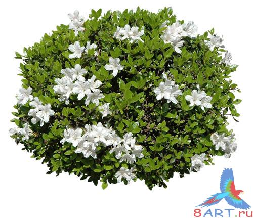 PSD Templates -  Bushes and Plants