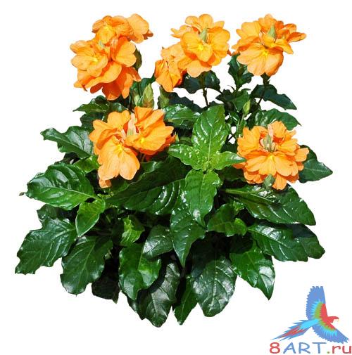 PSD Templates -  Flowers and Plants