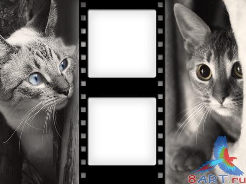 ���� (����� �������)