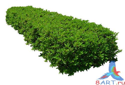 PSD Templates -  Bushes and Plants