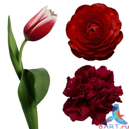 PSD Format Vol 42 (�����, �������� ����)