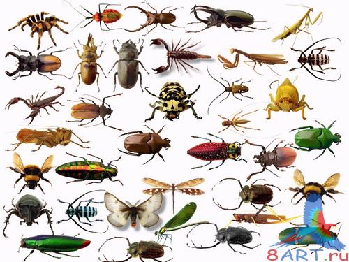 PSD - turtles and insects   