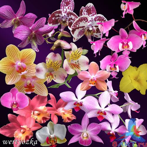 ������� - �������