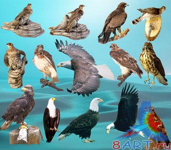 PSD � ����� �������-�����