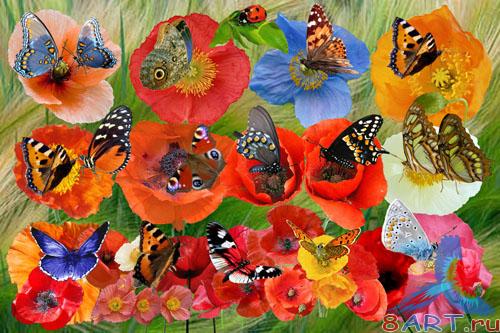 ������� ������� ����� ����