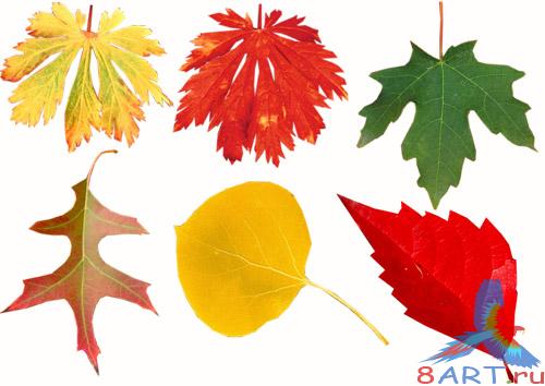 Клипарт - Листочки Клипарт - Листочки